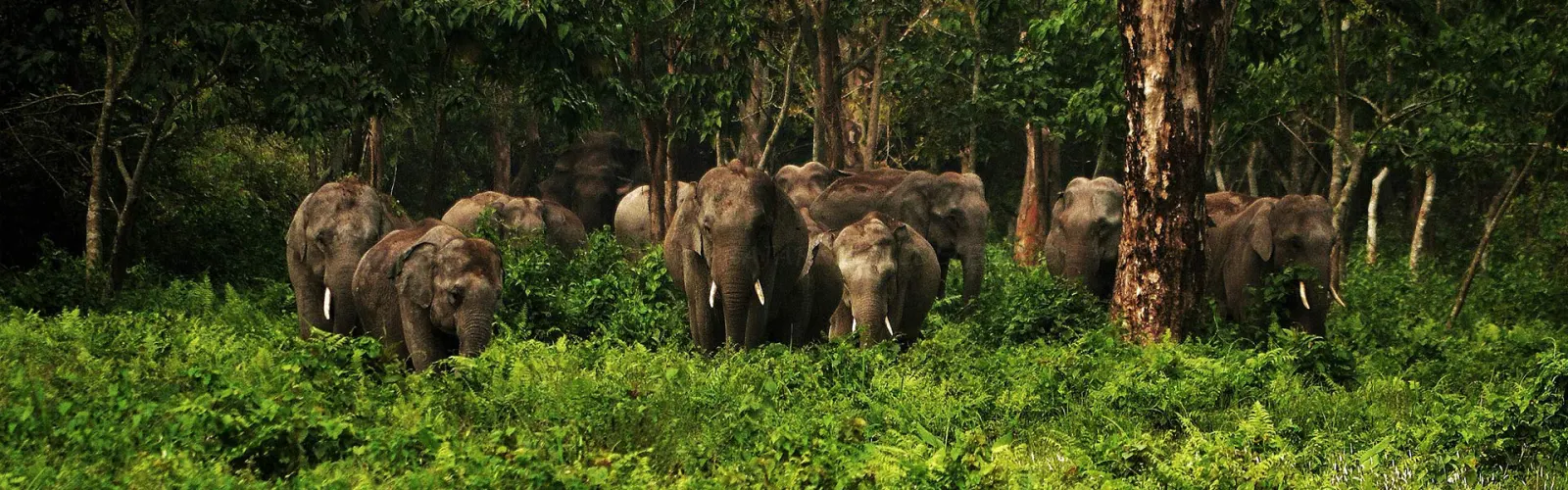 Wild elephant herd in the Dooars forest — Dooars tour package with jungle safari at Gorumara and Jaldapara